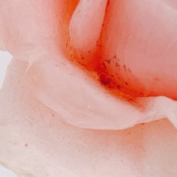 Austria Mid Century Pink Celluloid Rose Brooch Gold Tone Enamel Leaves READ - Picture 9 of 15